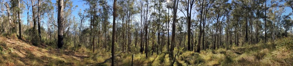 Sustainability, Climate Action and Carbon Neutral’s Plant-a-Tree program. What we are doing around sustainability.